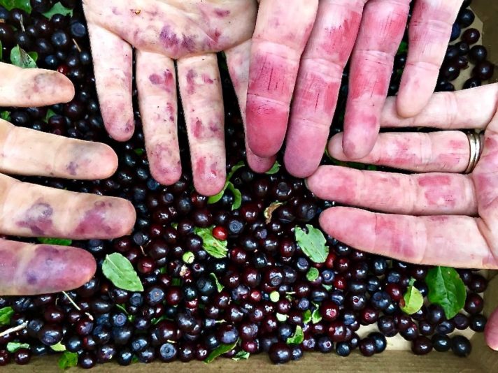 Huckleberry-Stained-Hands
